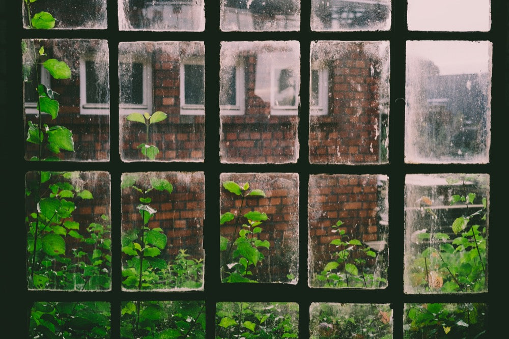 A cold window, representing winter. Highlighting the benefits of Chaga mushroom on immunity, a winter superfood.