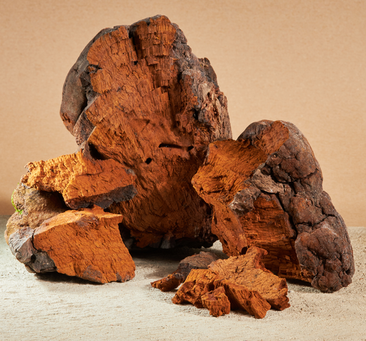 Top 3 Benefits of Chaga - Feel Güd