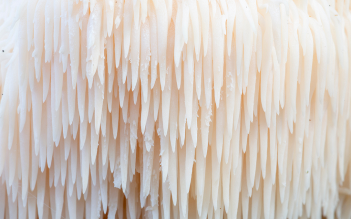 The 6 “Mane” Characteristics of our Lion's Mane Mushroom Gummies