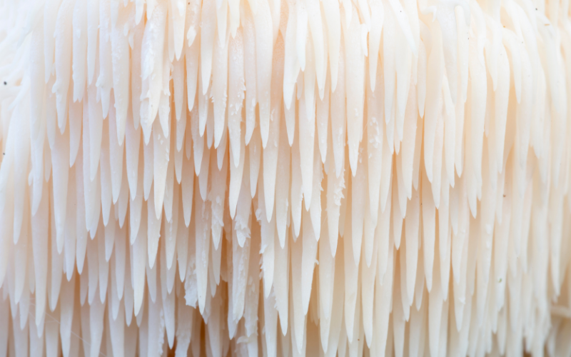 Close up of Lion's Mane